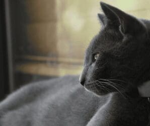 Meet Charlotte – Heart of The Rockies Pet of the Week!