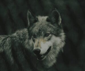 Colorado Parks and Wildlife to Release Wolves with Input from Local Counties