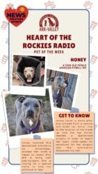 Meet Honey, Heart of the Rockies Radio Pet of the Week!