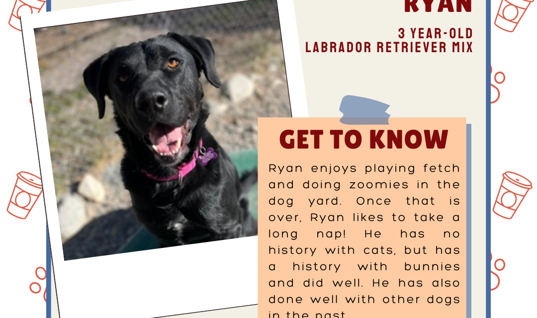 Meet Ryan – Heart of the Rockies Radio Pet of the Week!