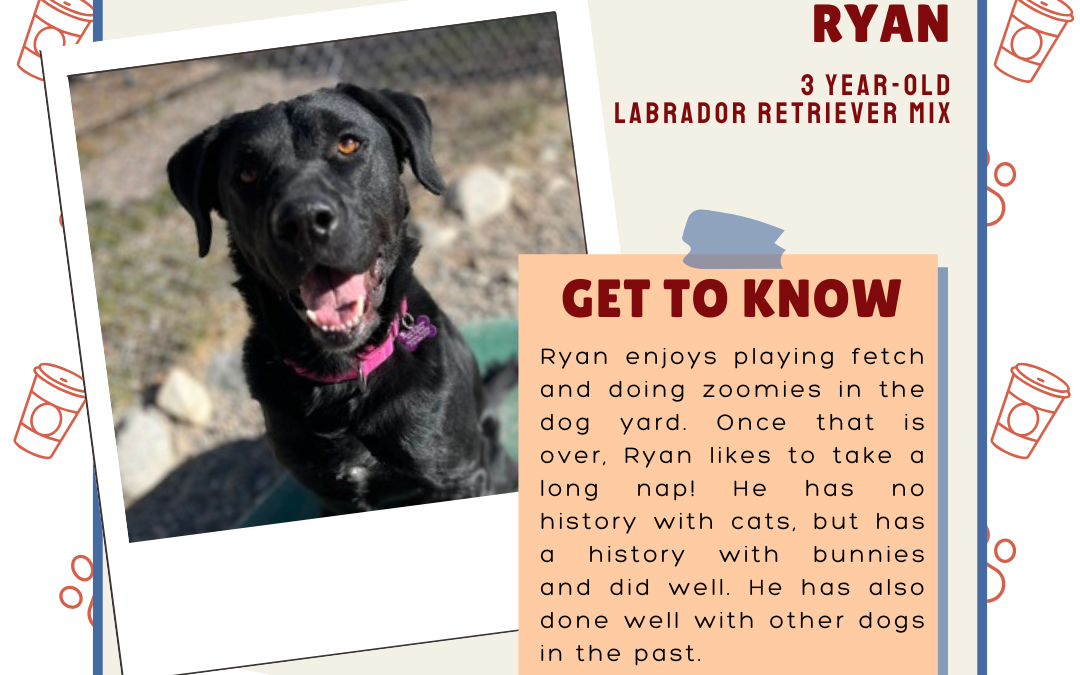 Meet Ryan – Heart of the Rockies Radio Pet of the Week!