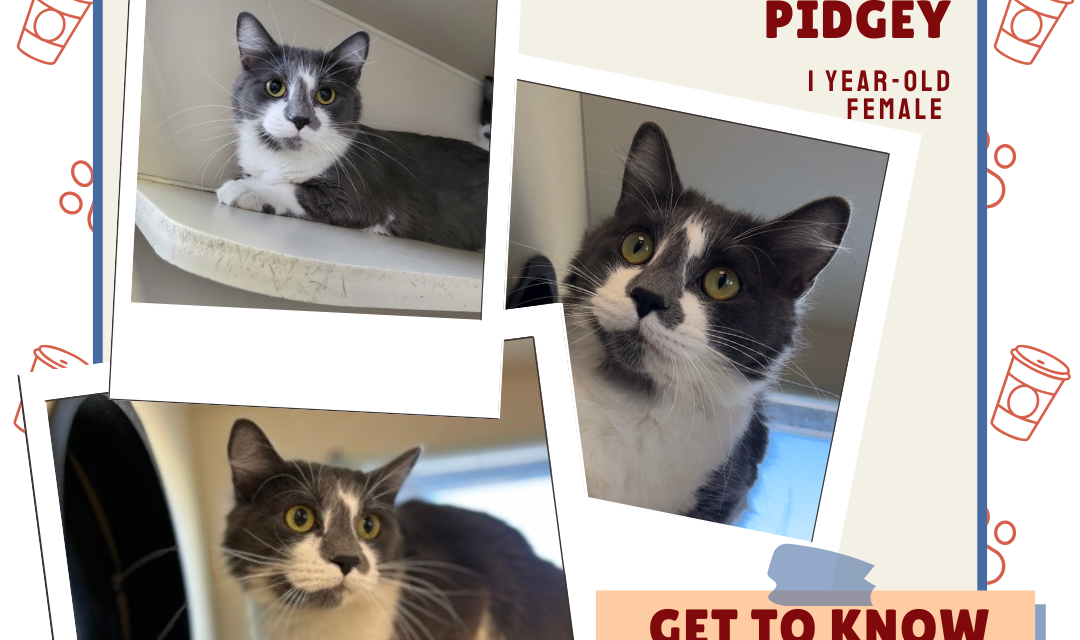 Meet Pidgey – Heart of the Rockies Radio Pet of the Week!