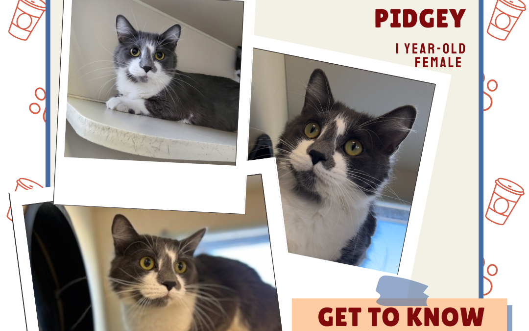 Meet Pidgey – Heart of the Rockies Radio Pet of the Week!