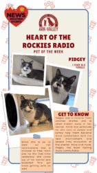 Meet Pidgey – Heart of the Rockies Radio Pet of the Week!