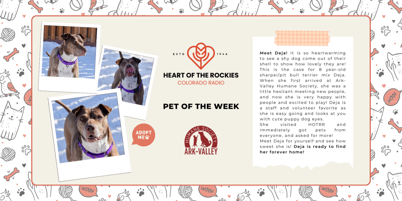 Meet Deja – Heart of the Rockies Pet of the Week!