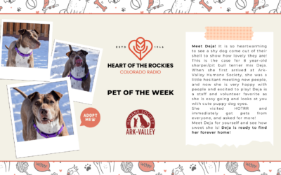 Meet Deja – Heart of the Rockies Pet of the Week!