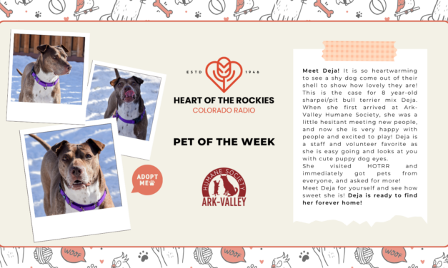 Meet Deja – Heart of the Rockies Pet of the Week!