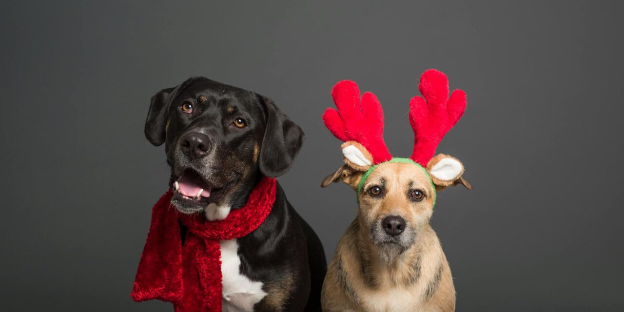 Last Chance for Home Fur the Holidays Adoption Promotion!