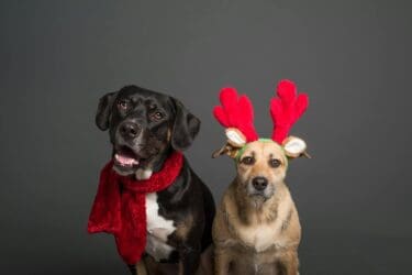 Last Chance for Home Fur the Holidays Adoption Promotion!