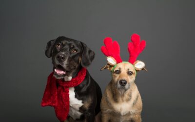 Last Chance for Home Fur the Holidays Adoption Promotion!