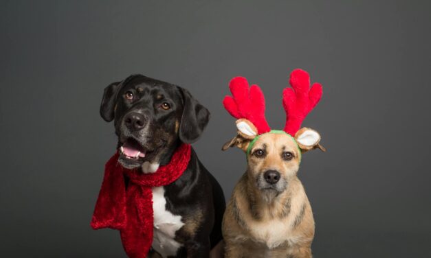 Santa Paws Visits Gone to the Dogs This Week