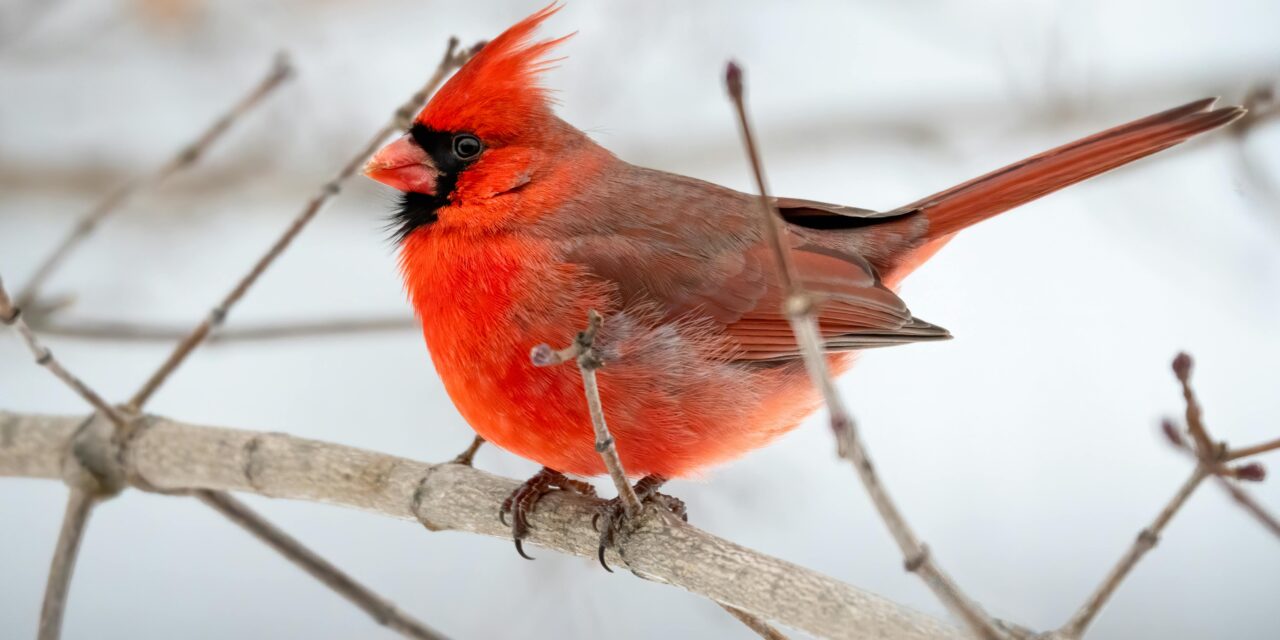 Join the Christmas Bird Count at Great Sand Dunes National Park