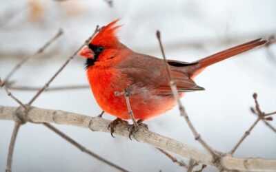 Join the Christmas Bird Count at Great Sand Dunes National Park