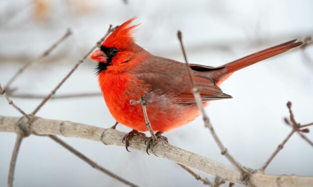 Join the Christmas Bird Count at Great Sand Dunes National Park