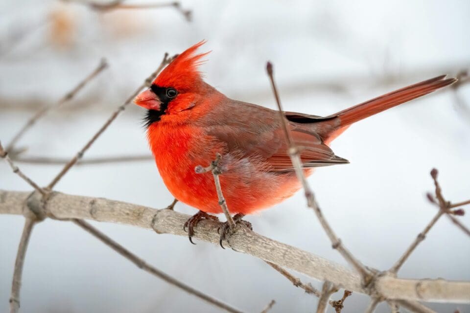 Join the Christmas Bird Count at Great Sand Dunes National Park