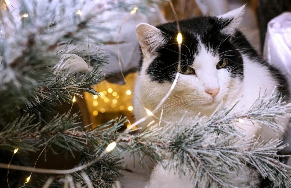 Ark Valley Humane Society’s ‘Home Fur the Holidays’ Adoption Event