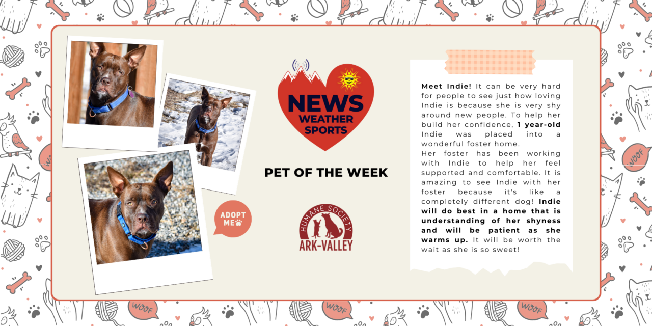 Meet Indie – Heart of the Rockies Radio Pet of the Week!