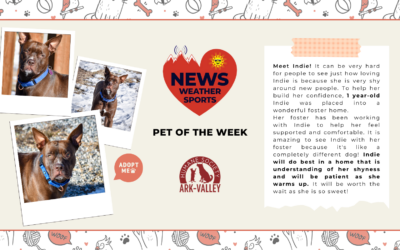 Meet Indie – Heart of the Rockies Radio Pet of the Week!