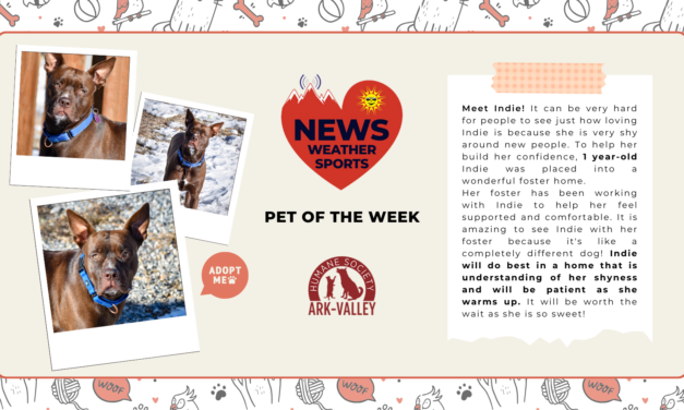 Meet Indie – Heart of the Rockies Radio Pet of the Week!