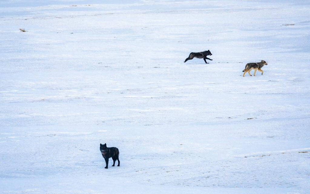 CPW concludes second year of gray wolf capture and release efforts