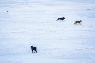 Lone Wolf Confirmed in Fremont County
