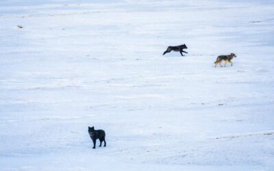 Wolf Spotted “Exploring” Southern Colorado, Reaches Fremont County