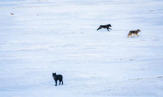 Lone Wolf Confirmed in Fremont County