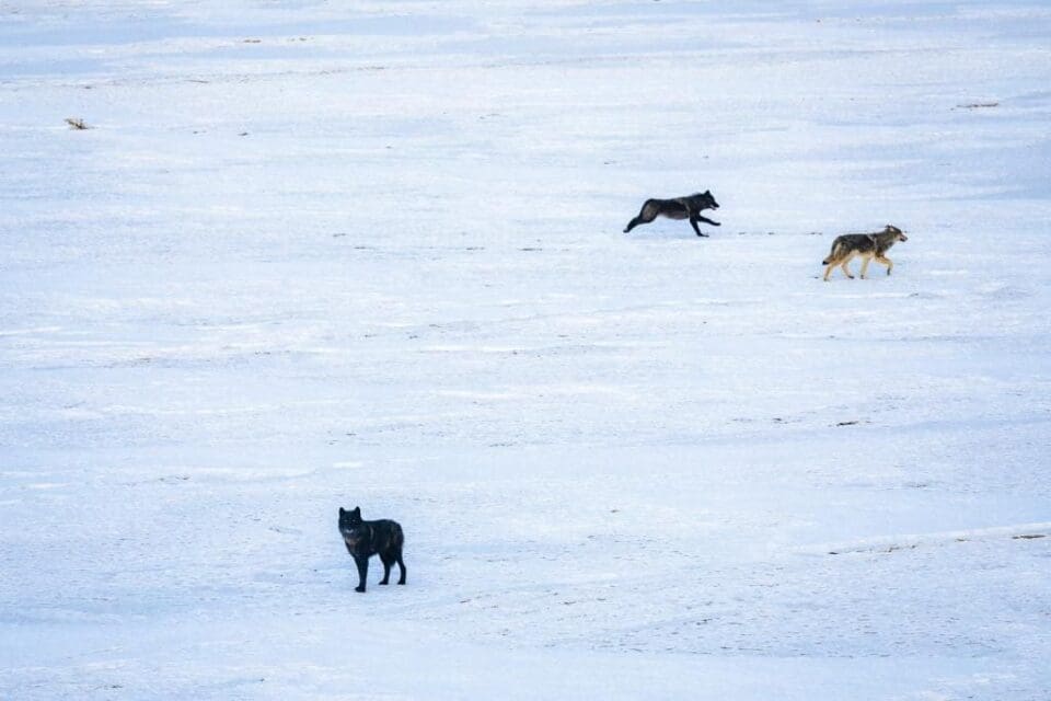 Wolf Spotted “Exploring” Southern Colorado, Reaches Fremont County