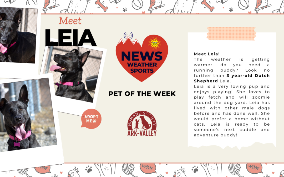 Meet Leia – Heart of the Rockies Radio PET OF THE WEEK!