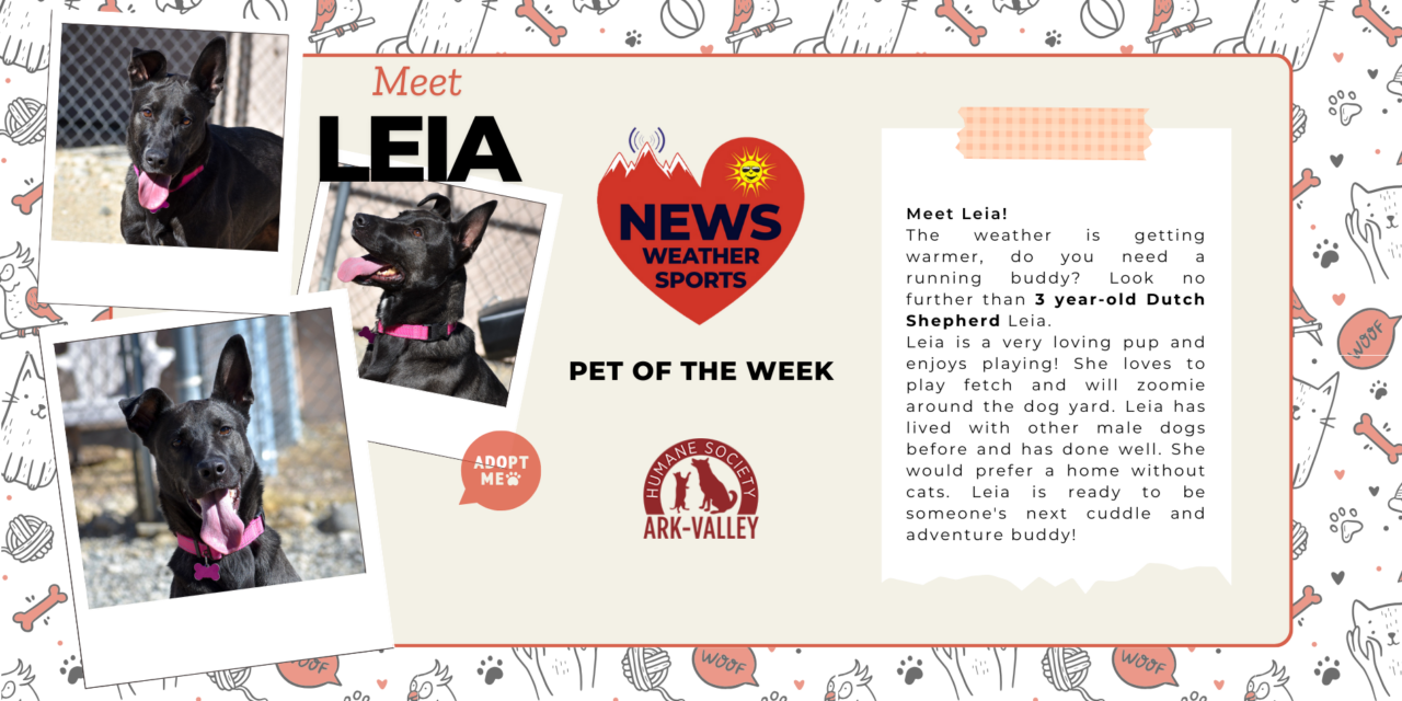 Meet Leia – Heart of the Rockies Radio PET OF THE WEEK!