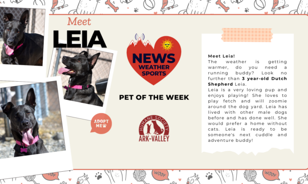 Meet Leia – Heart of the Rockies Radio PET OF THE WEEK!