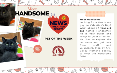 Meet Handsome – Heart of the Rockies Radio Pet of the Week