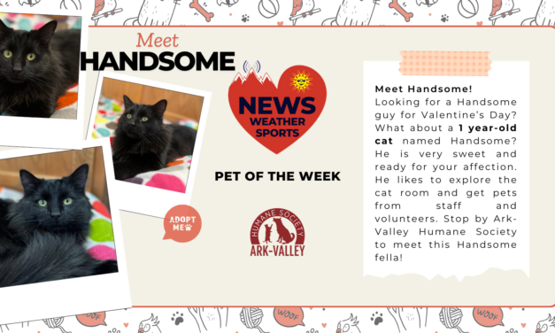 Meet Handsome – Heart of the Rockies Radio Pet of the Week