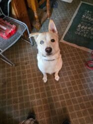 HELP US FIND FROST – Pet Patrol