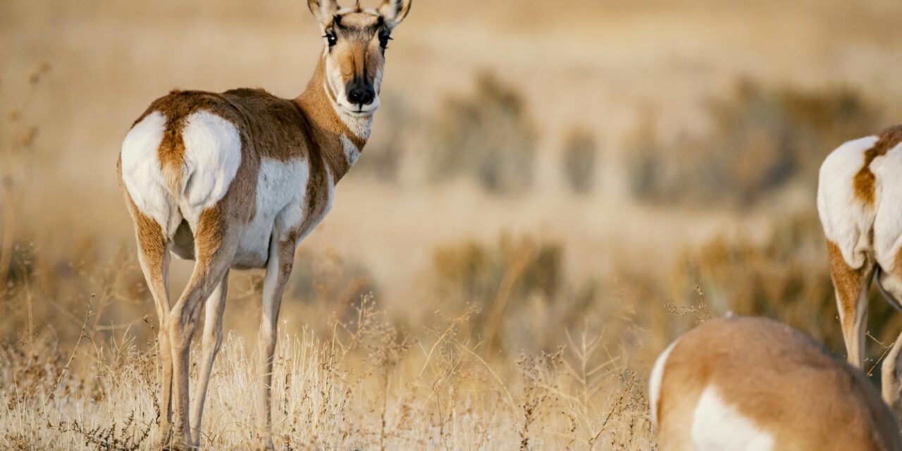 Pronghorn Sightings Along Highway 291