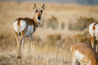 Pronghorn Sightings Along Highway 291