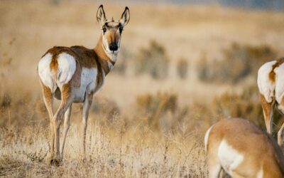 Pronghorn Sightings Along Highway 291