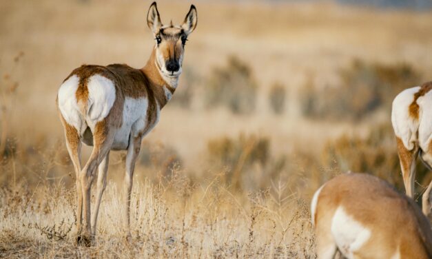 Pronghorn Sightings Along Highway 291