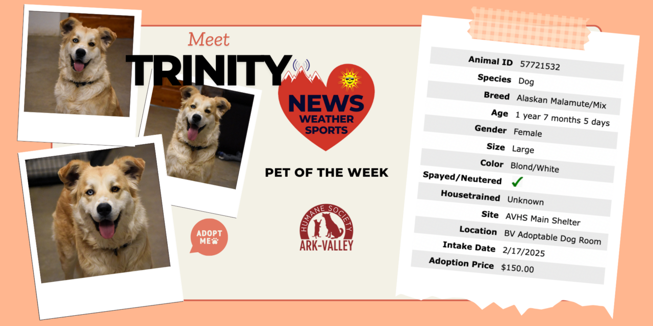 Meet Trinity Anne – Heart of the Rockies Radio Pet of the Week