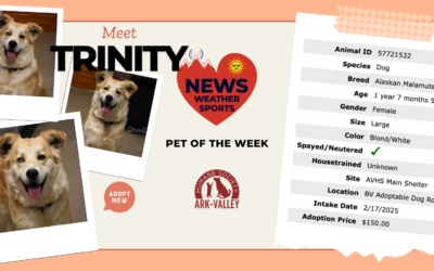 Meet Trinity Anne – Heart of the Rockies Radio Pet of the Week