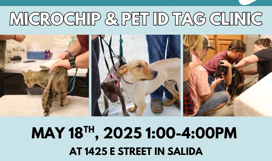 AVHS Provides Free Community Microchip and Pet ID Tag Clinics