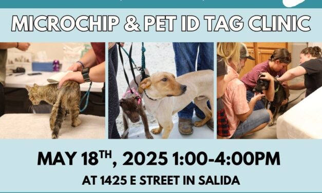 AVHS Provides Free Community Microchip and Pet ID Tag Clinics