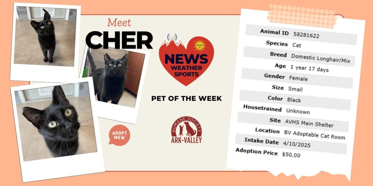 Meet Cher – Heart of the Rockies Pet of the Week!