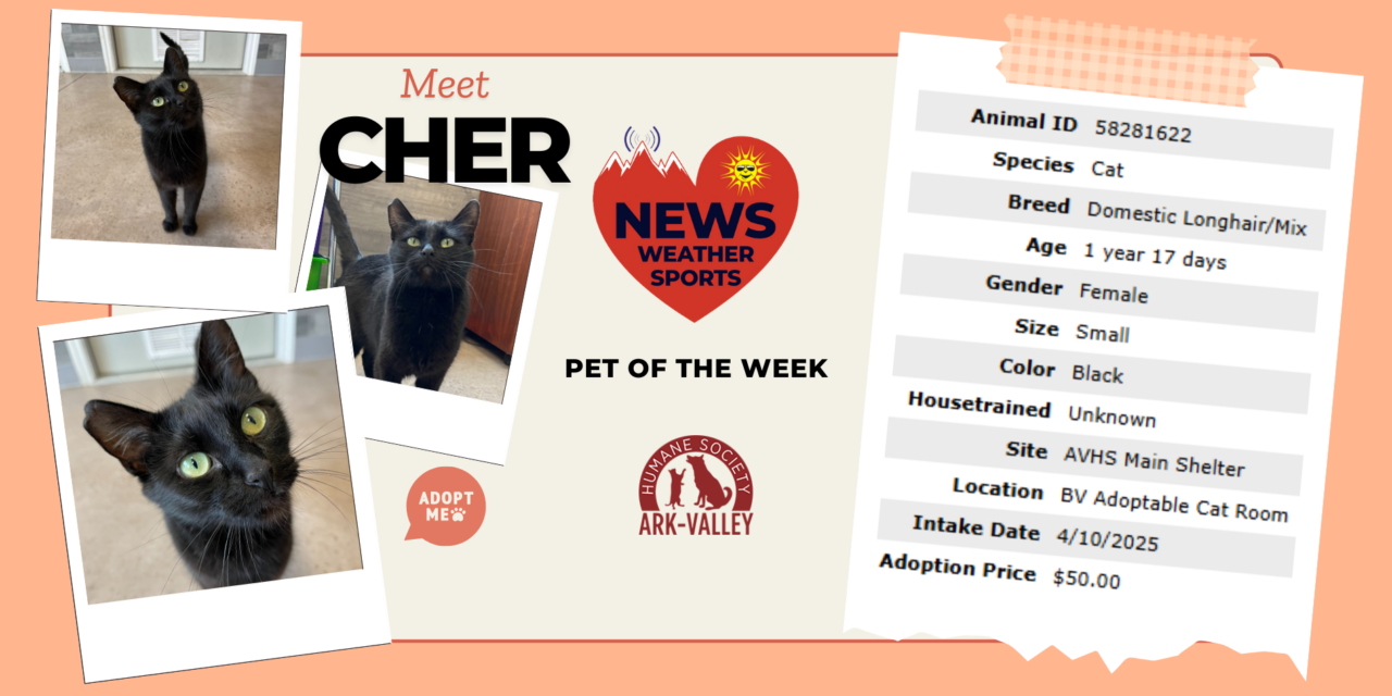 Meet Cher – Heart of the Rockies Pet of the Week!