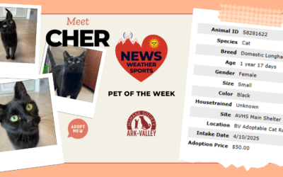 Meet Cher – Heart of the Rockies Pet of the Week!