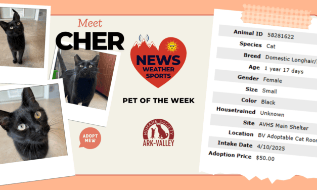 Meet Cher – Heart of the Rockies Pet of the Week!