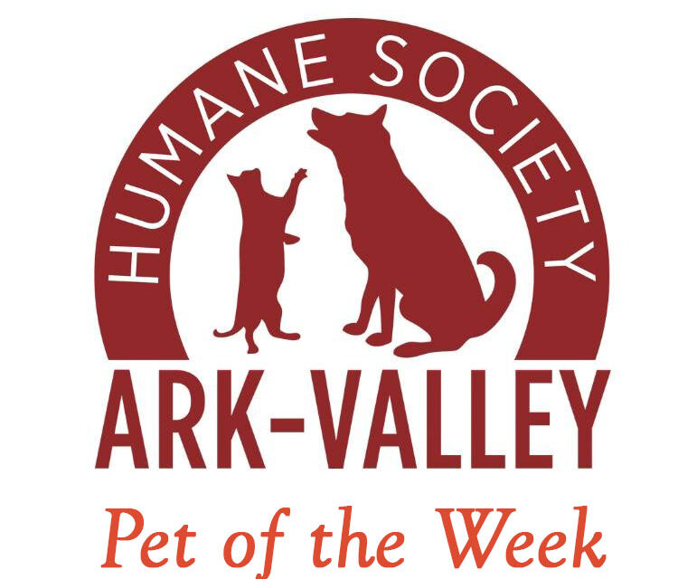 Ark Valley Humane Society Pet of the Week: Ms. Frizzle