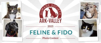 Enter the Feline & Fido Calendar Contest and Help Homeless Animals!