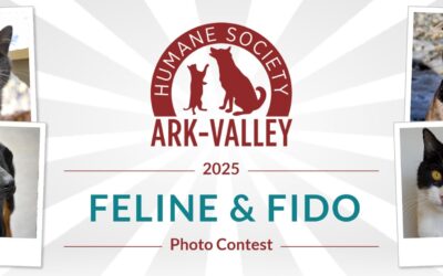 Enter the Feline & Fido Calendar Contest and Help Homeless Animals!