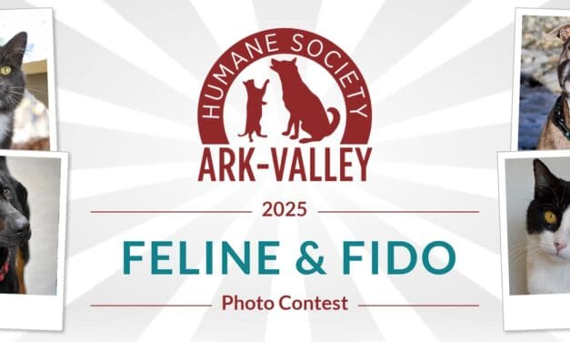 Enter the Feline & Fido Calendar Contest and Help Homeless Animals!
